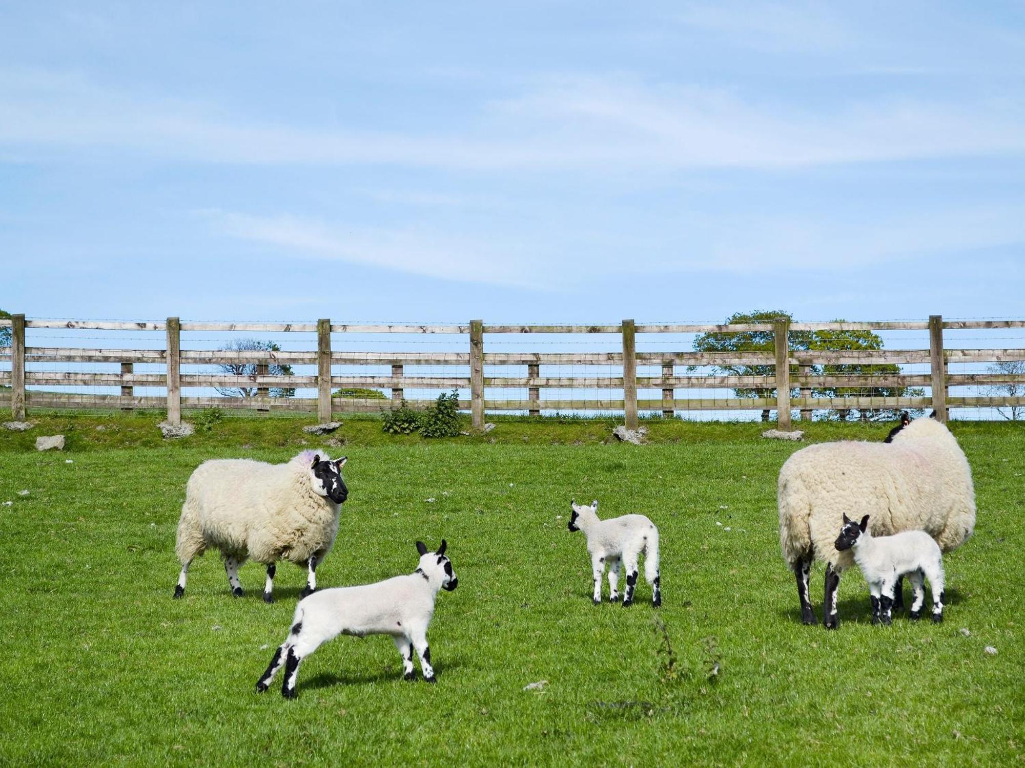Maes Y Bryn Farmhouse Llanwrda Dış mekan fotoğraf